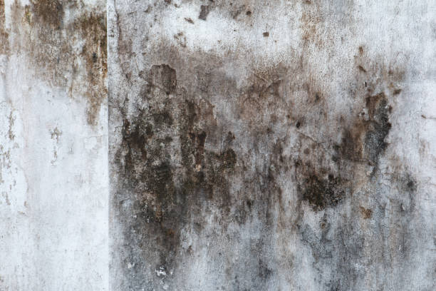 Reliable Aptos Hills Larkin Valley, CA Mold Removal Solutions